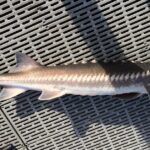 Pictures of White Sturgeon