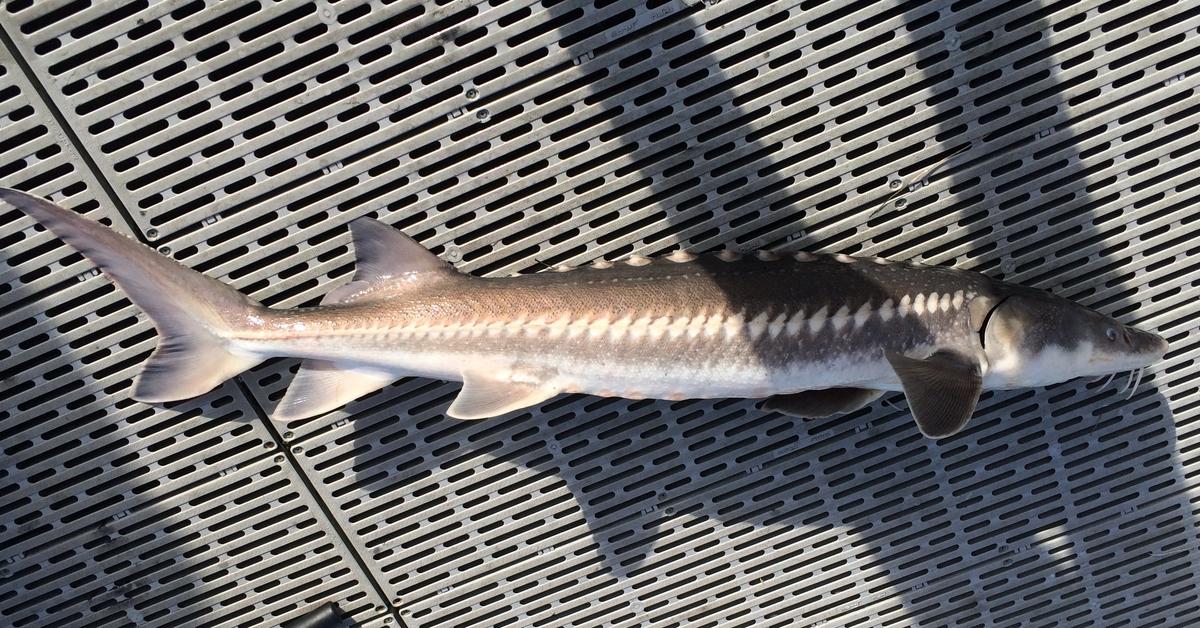 Pictures of White Sturgeon