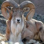 Pictures of Urial