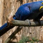 Pictures of Hyacinth Macaw