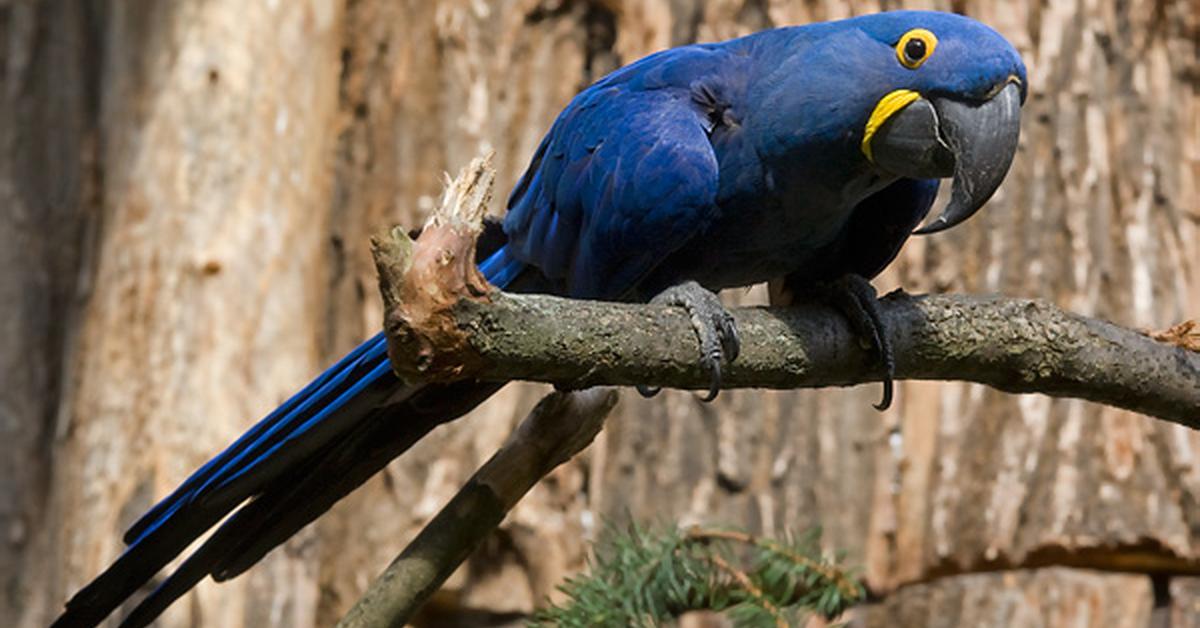 Pictures of Hyacinth Macaw