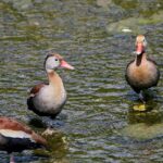 Pictures of Black-Bellied Whistling Duck