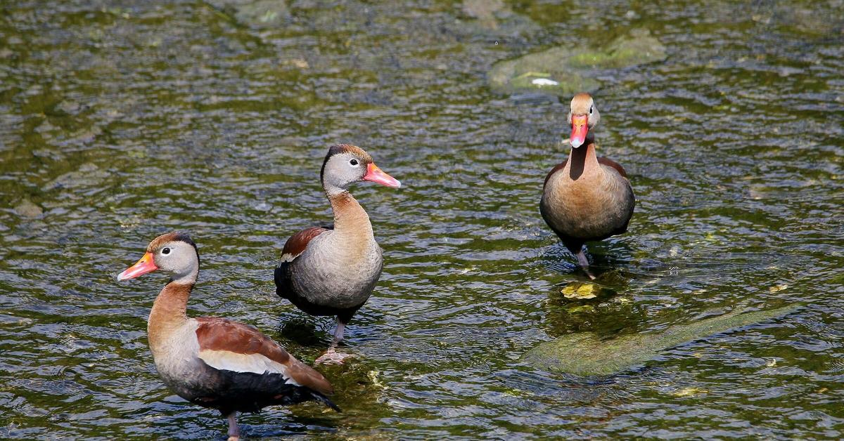 Pictures of Black-Bellied Whistling Duck