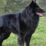 Pictures of Belgian Sheepdog
