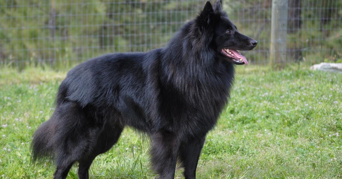 Pictures of Belgian Sheepdog