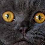 Pictures of Scottish Fold Cat