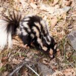 Pictures of Spotted Skunk