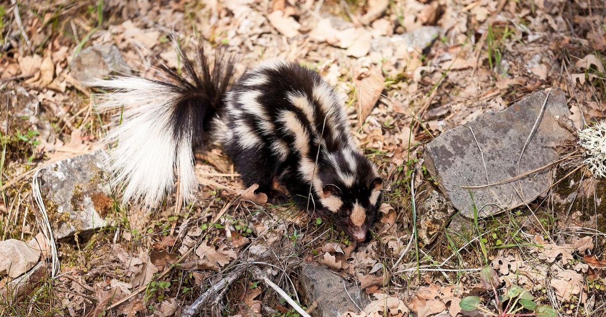 Pictures of Spotted Skunk