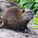 Pictures of Nutria