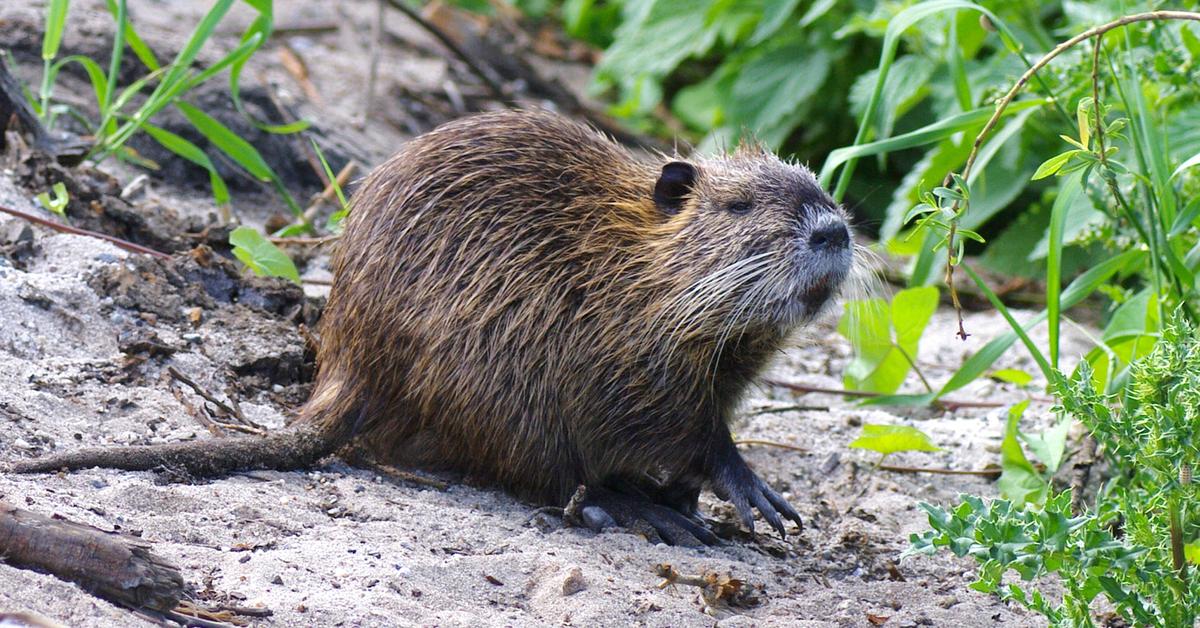 Pictures of Nutria