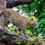 Pictures of Javan Leopard