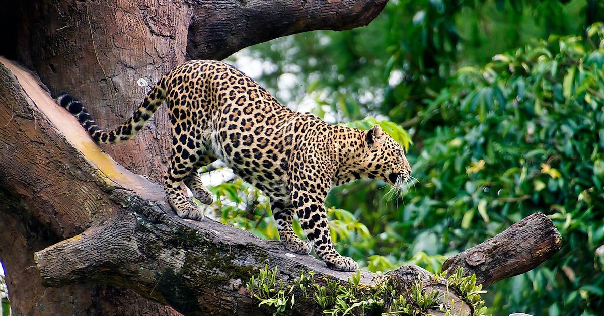 Pictures of Javan Leopard