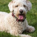 Pictures of Spanish Water Dog