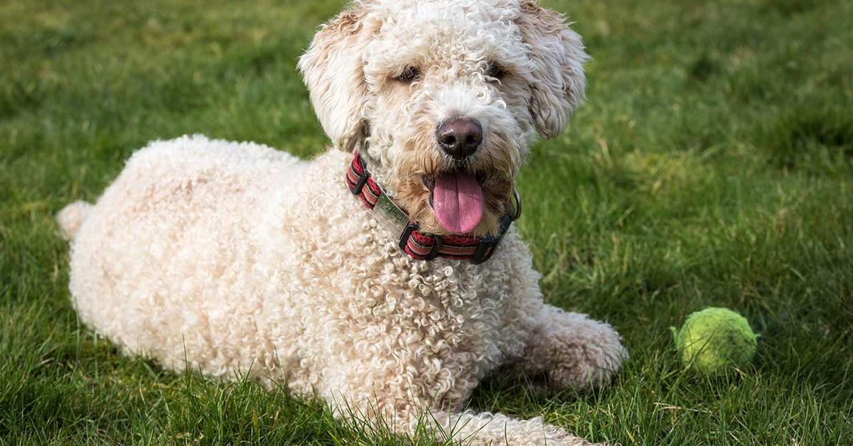 Pictures of Spanish Water Dog