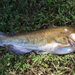 Pictures of White Catfish