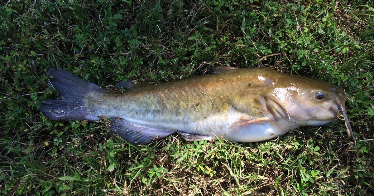 Pictures of White Catfish