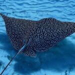 Pictures of Eagle Ray