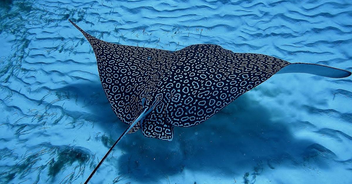 Pictures of Eagle Ray