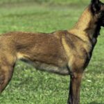 Pictures of Belgian Malinois