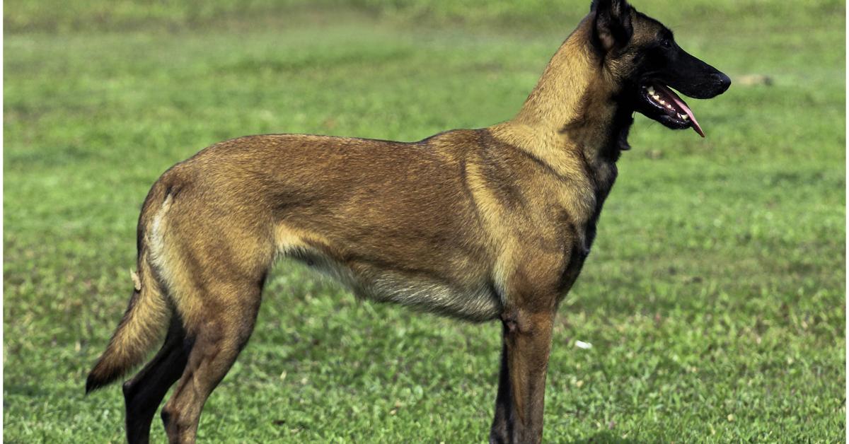 Pictures of Belgian Malinois