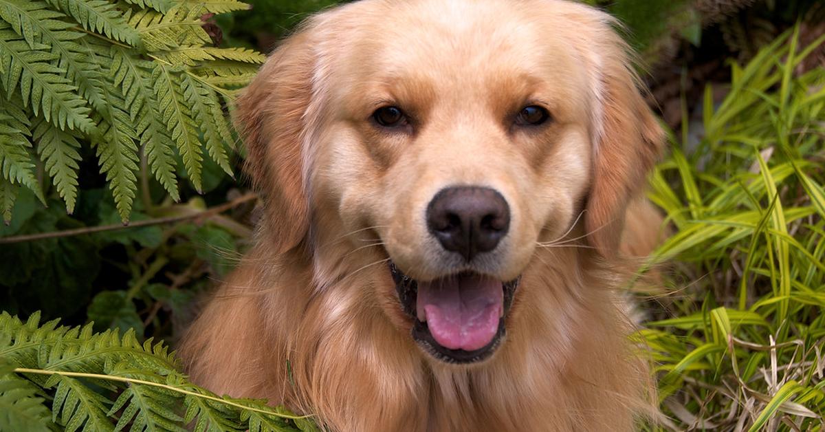 Pictures of Pyrenean Shepherd