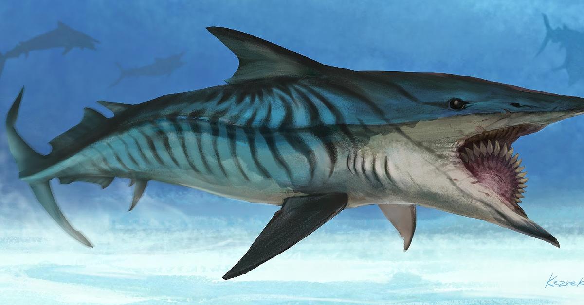 Pictures of Helicoprion