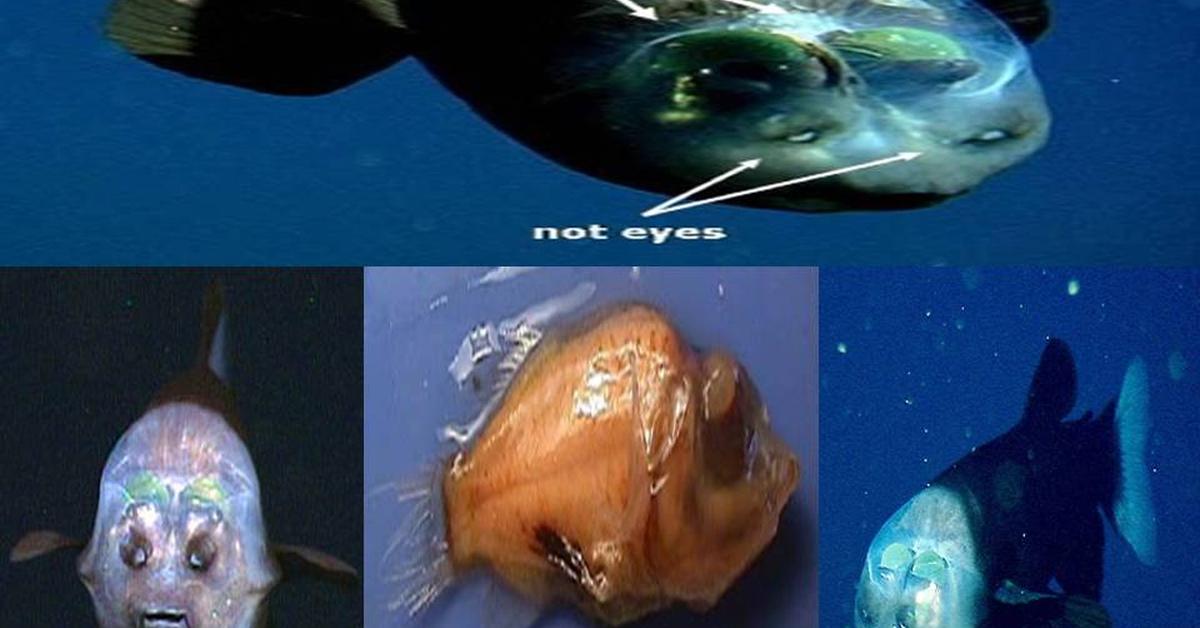 Pictures of Barreleye Fish