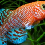 Pictures of Killifish