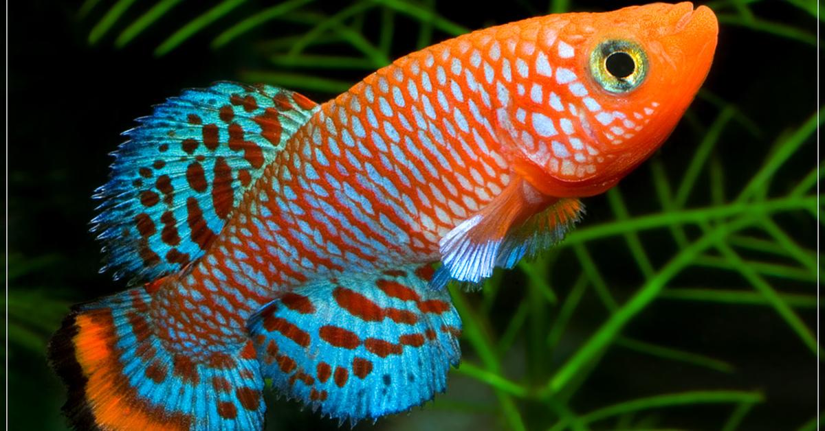 Pictures of Killifish