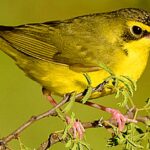 Pictures of Kentucky Warbler