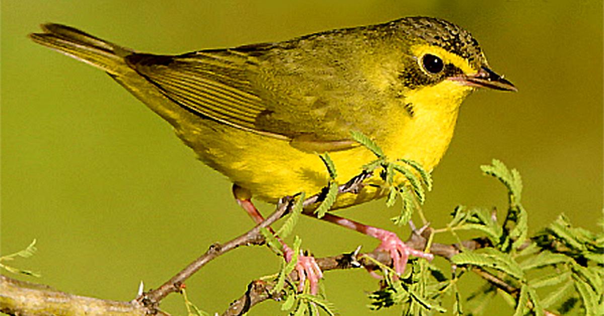 Pictures of Kentucky Warbler