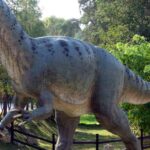 Pictures of Allosaurus