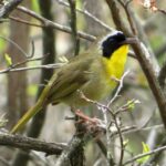 Pictures of Common Yellowthroat