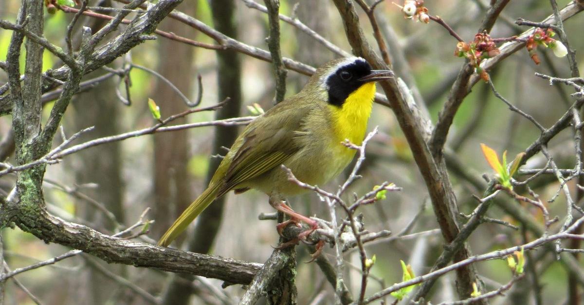 Pictures of Common Yellowthroat