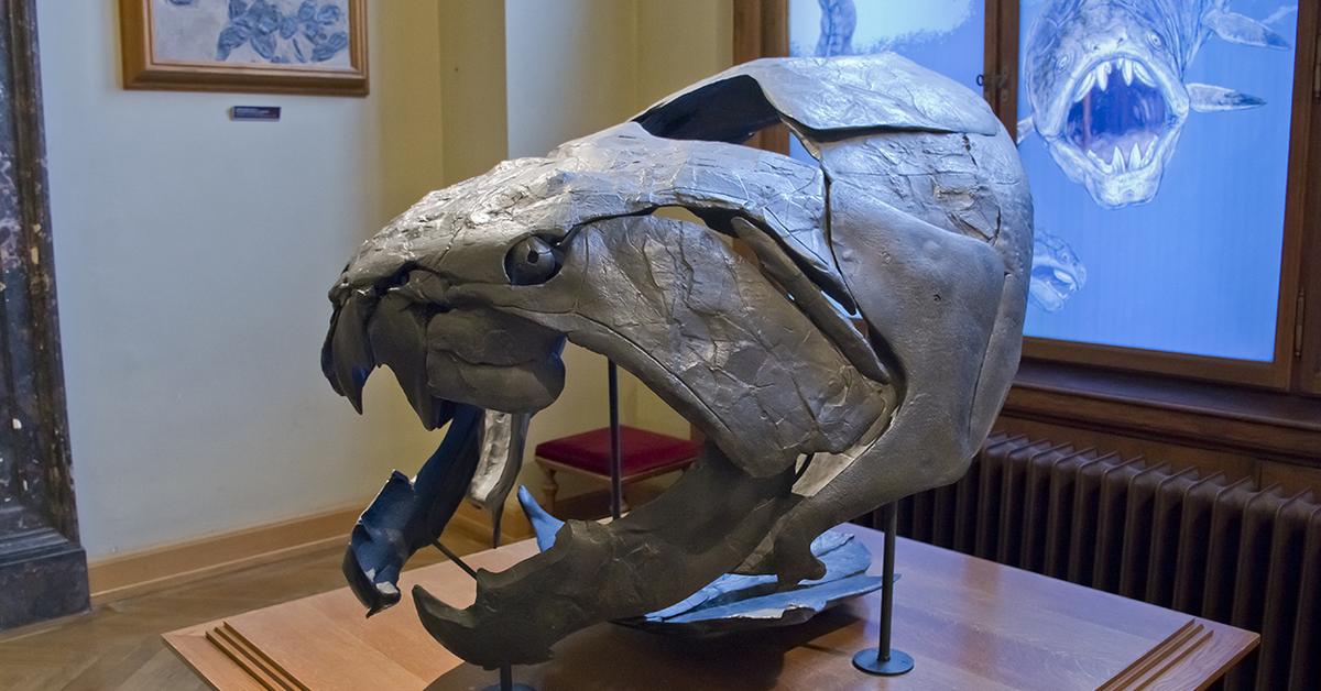 Pictures of Dunkleosteus