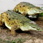 Pictures of Orinoco Crocodile