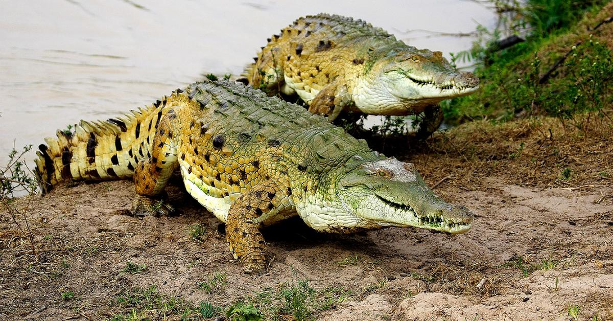 Pictures of Orinoco Crocodile