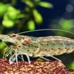 Pictures of Amano Shrimp