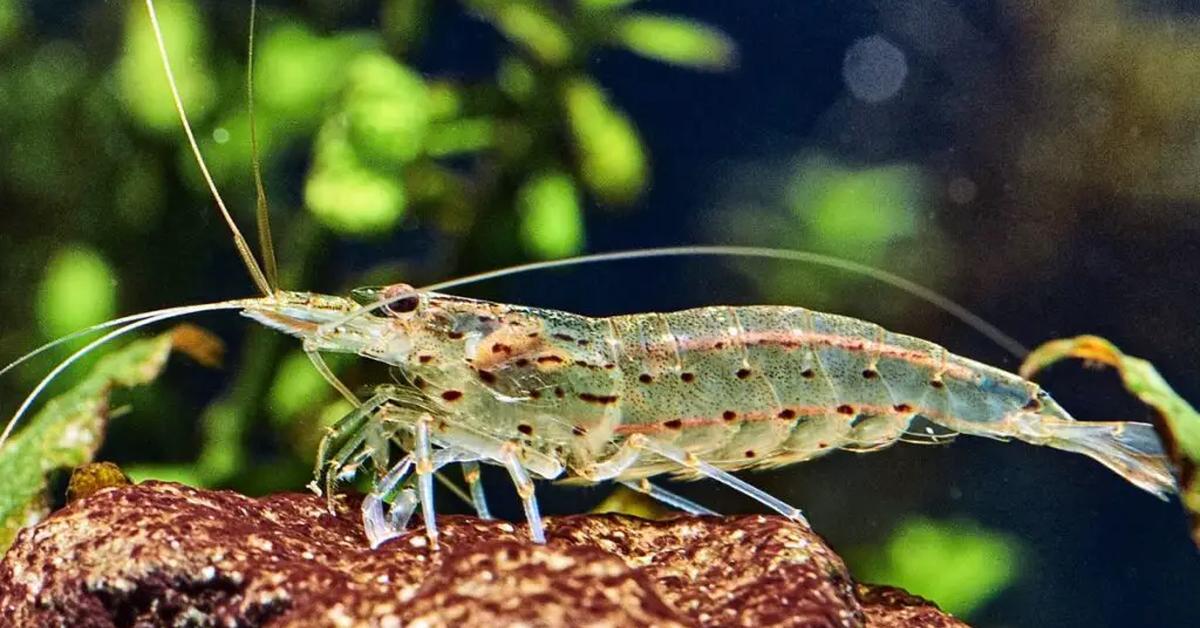 Pictures of Amano Shrimp