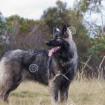 Pictures of Shiloh Shepherd