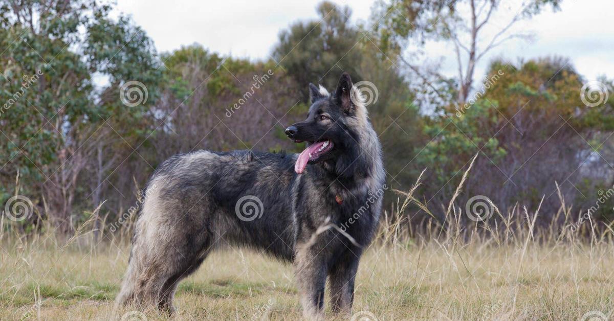 Pictures of Shiloh Shepherd