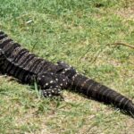 Pictures of Lace Monitor