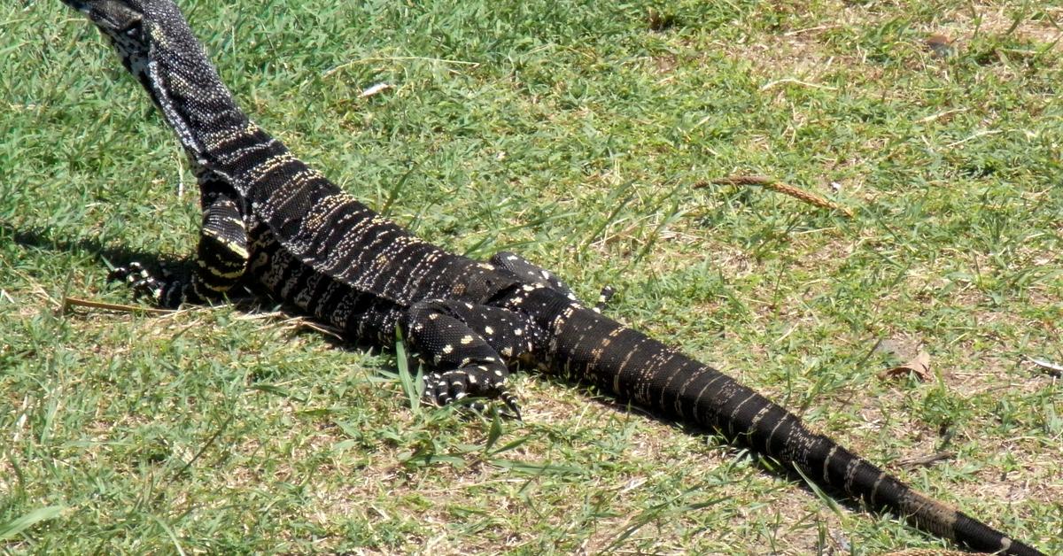 Pictures of Lace Monitor