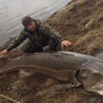 Pictures of Kaluga Sturgeon