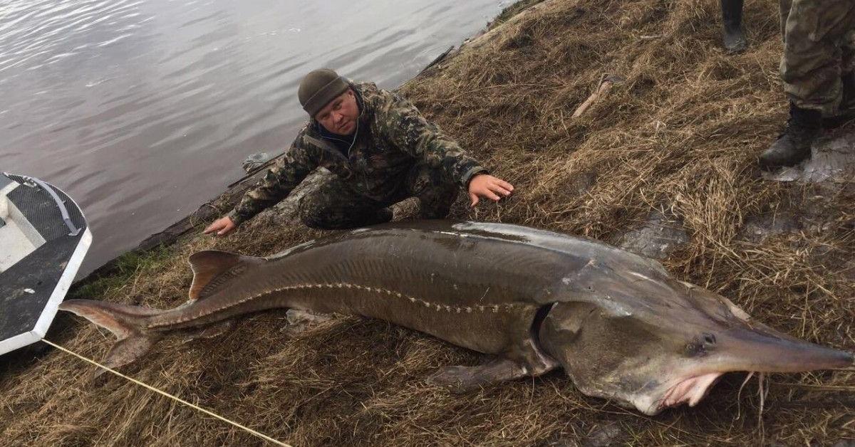 Pictures of Kaluga Sturgeon