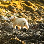 Pictures of Kermode Bear