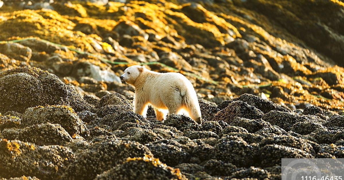 Pictures of Kermode Bear