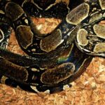 Pictures of Moonglow Boa