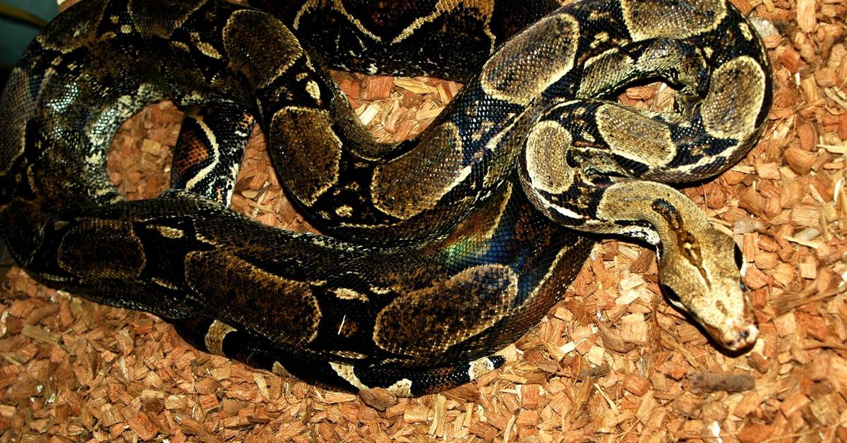 Pictures of Moonglow Boa