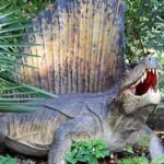 Pictures of Dimetrodon